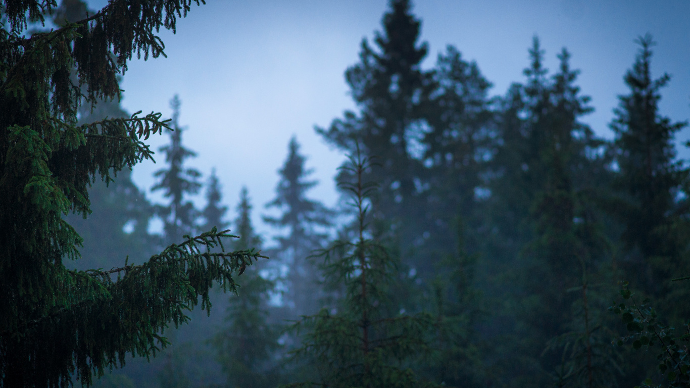 Green Pine Tree During Daytime. Wallpaper in 1366x768 Resolution