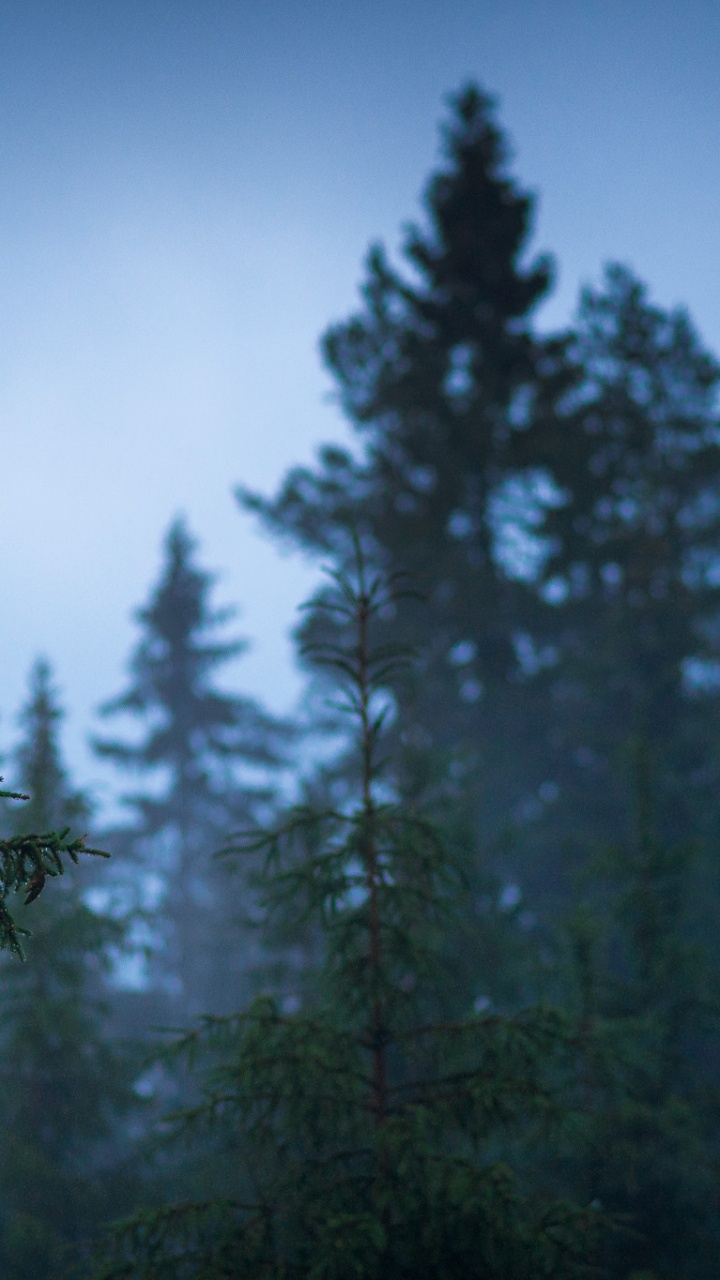 Green Pine Tree During Daytime. Wallpaper in 720x1280 Resolution