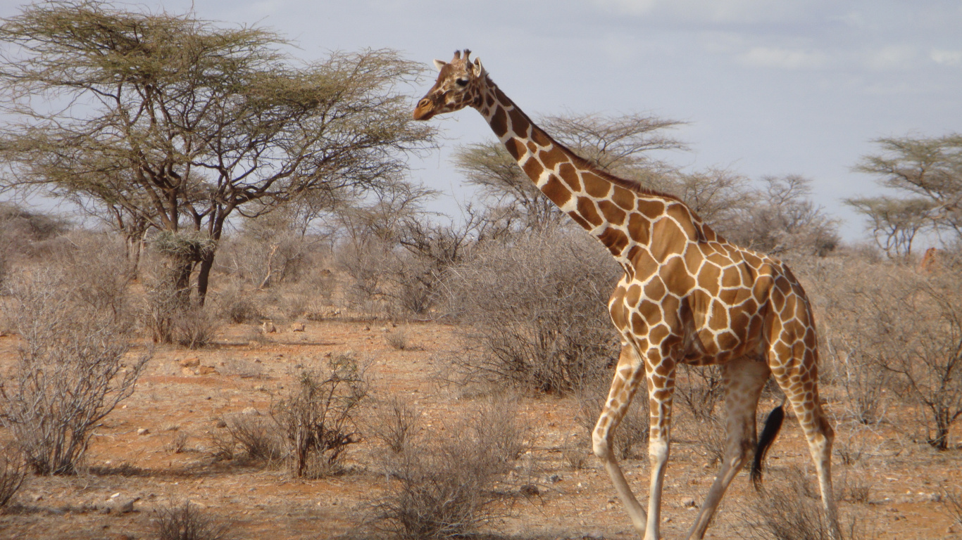 Giraffe Standing on Brown Grass Field During Daytime. Wallpaper in 1366x768 Resolution