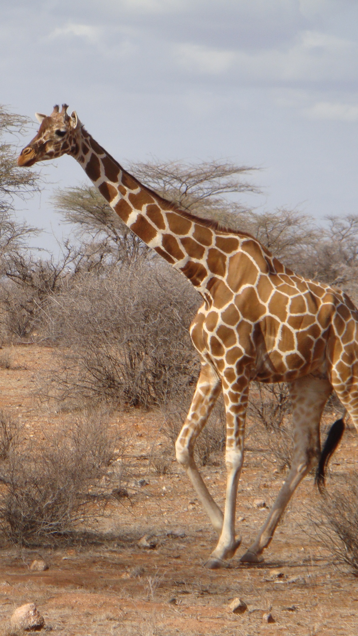 Giraffe Standing on Brown Grass Field During Daytime. Wallpaper in 1440x2560 Resolution
