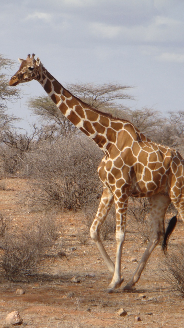 Giraffe Standing on Brown Grass Field During Daytime. Wallpaper in 720x1280 Resolution