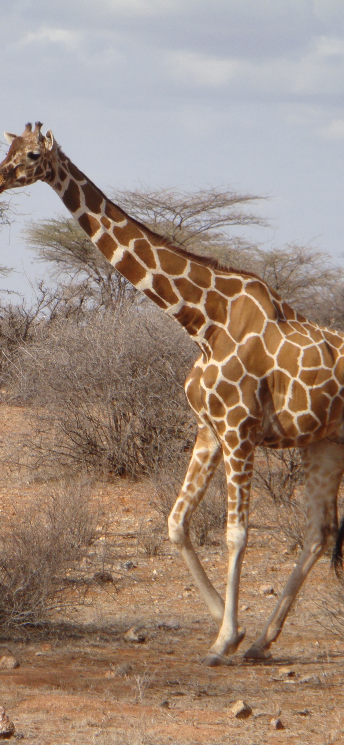 Giraffe, Die Tagsüber Auf Einer Braunen Wiese Steht. Wallpaper in 1125x2436 Resolution