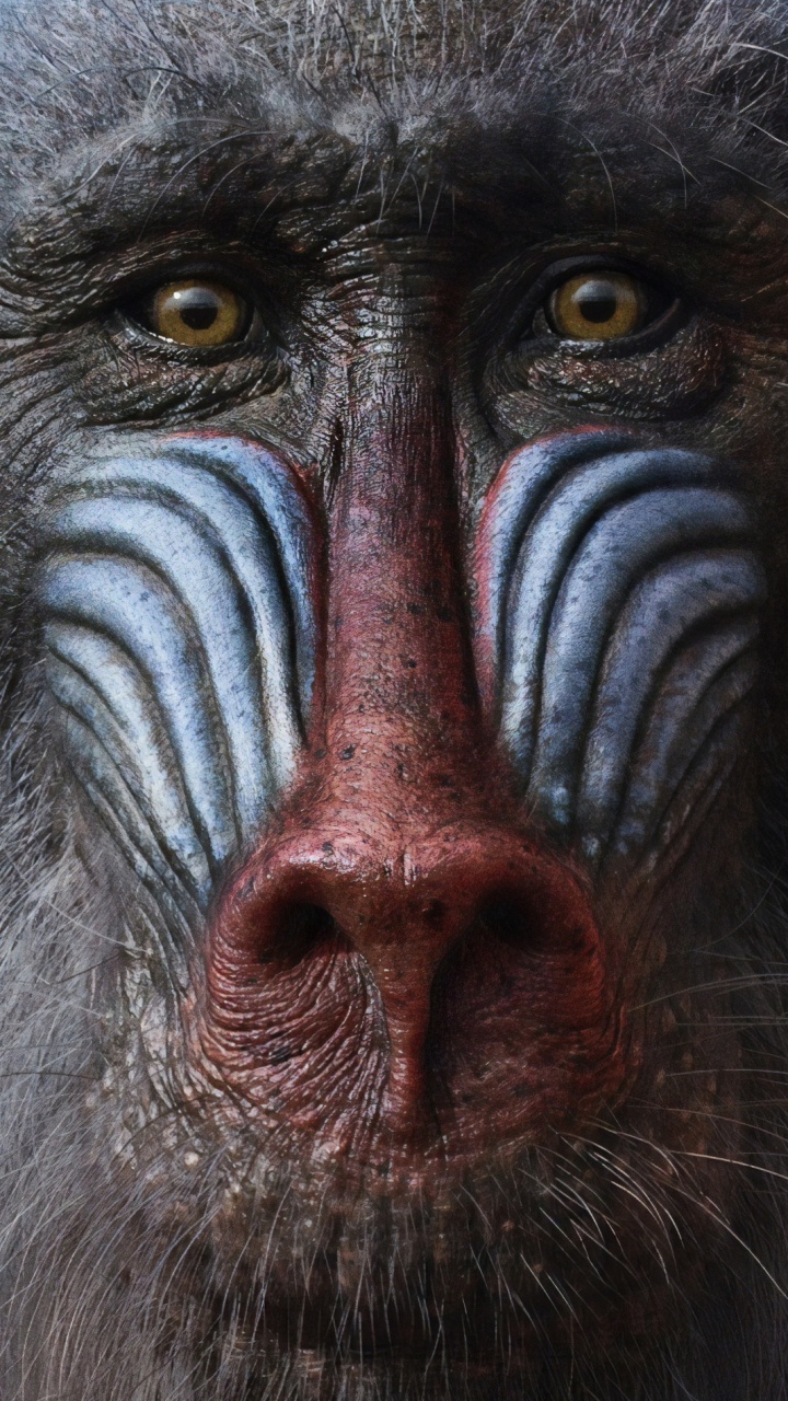 Black and Red Monkeys Face. Wallpaper in 720x1280 Resolution