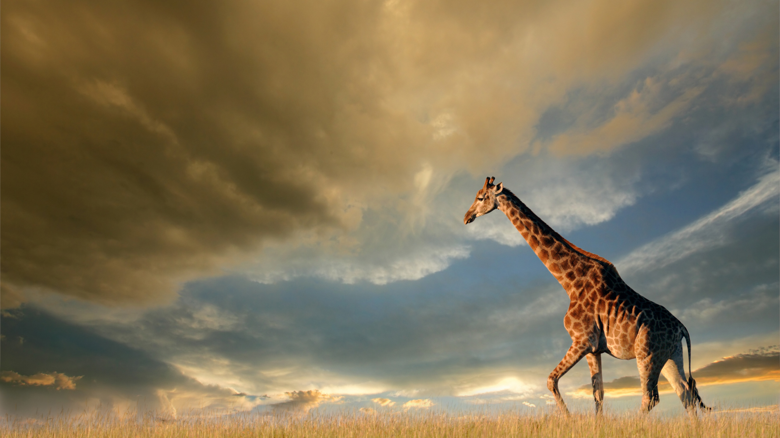 Giraffe, Die Tagsüber Auf Braunem Grasfeld Unter Bewölktem Himmel Steht. Wallpaper in 2560x1440 Resolution