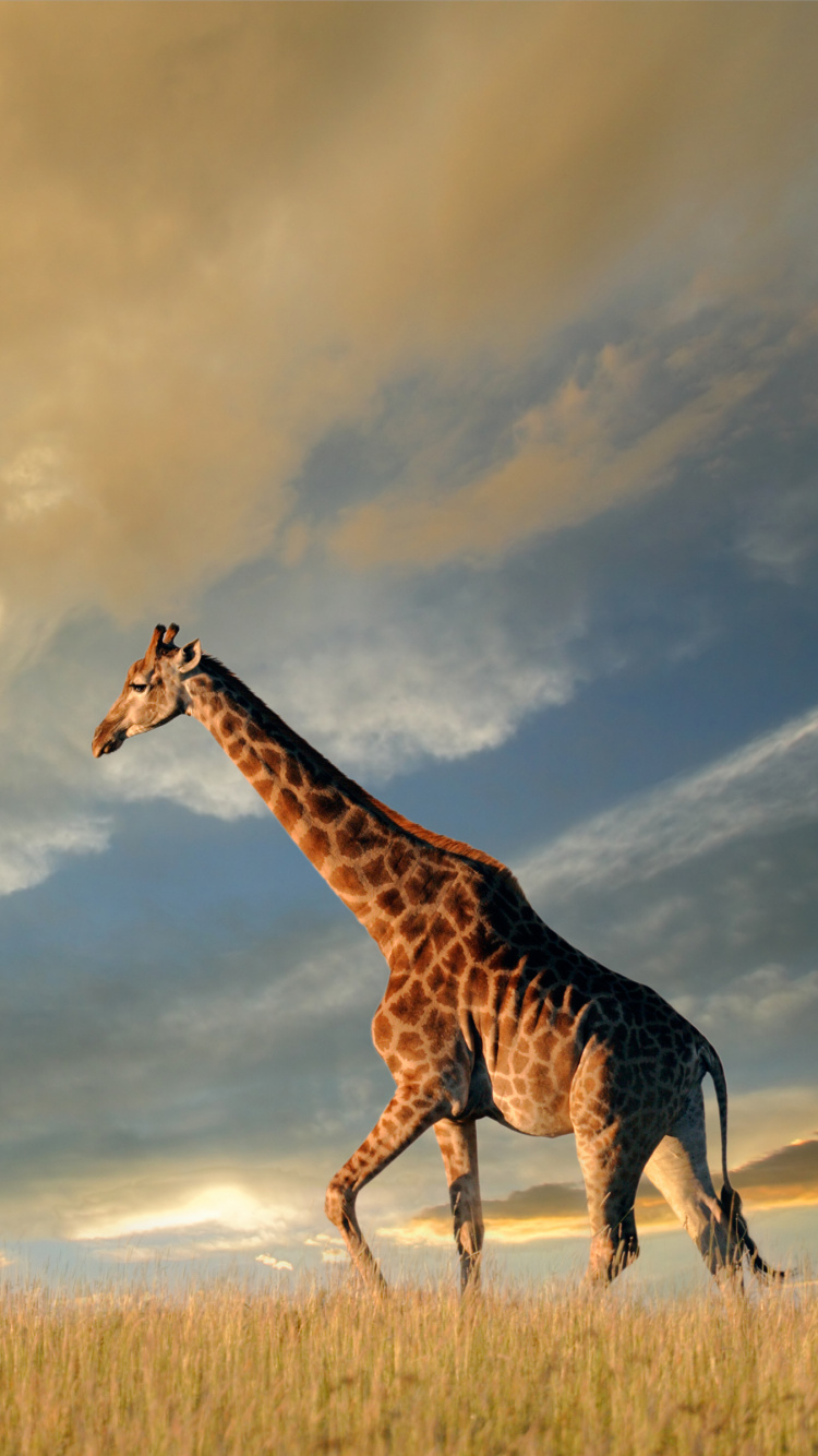 Giraffe, Die Tagsüber Auf Braunem Grasfeld Unter Bewölktem Himmel Steht. Wallpaper in 750x1334 Resolution