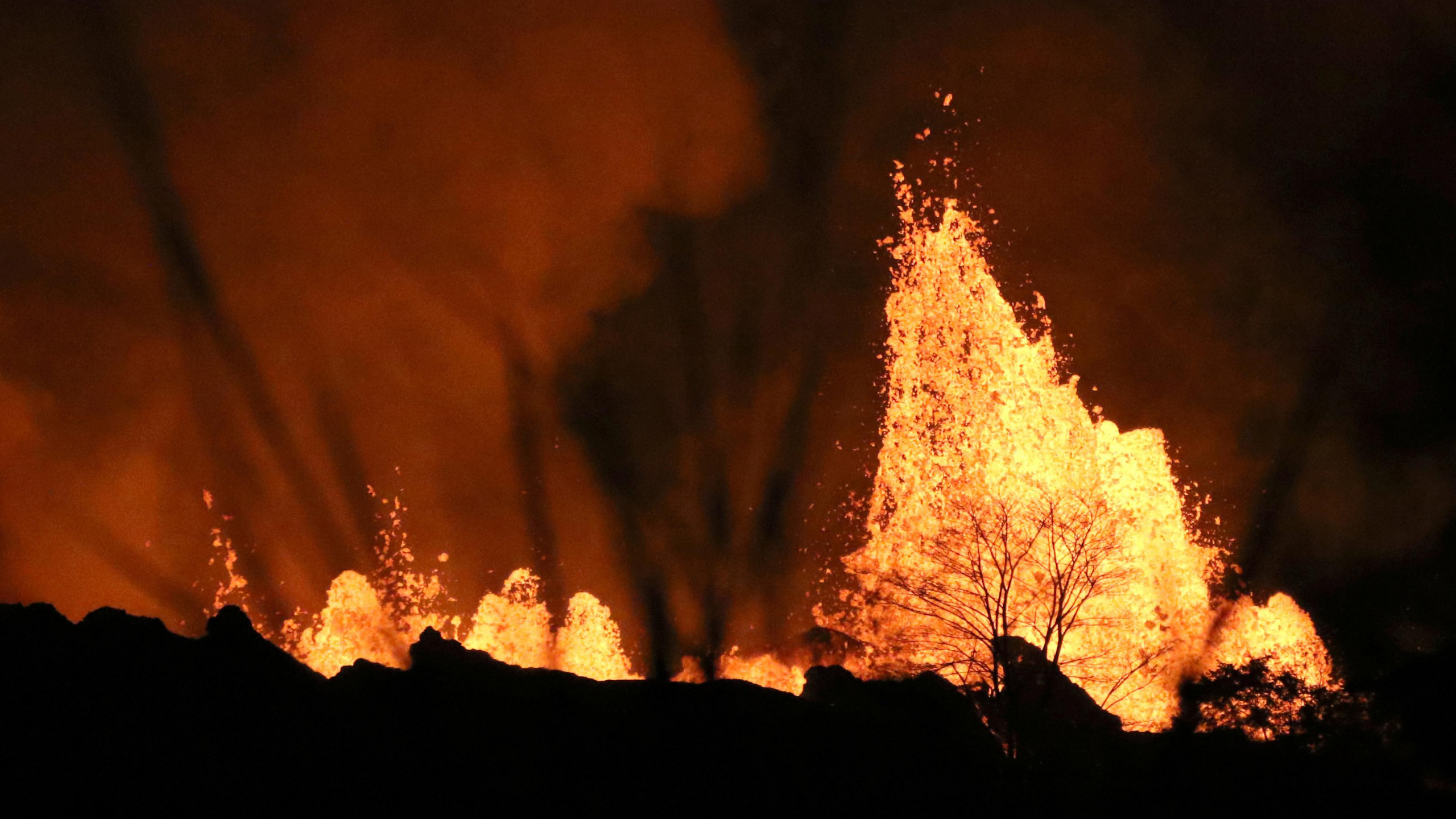 Silhouette D'arbres Pendant la Nuit. Wallpaper in 2560x1440 Resolution