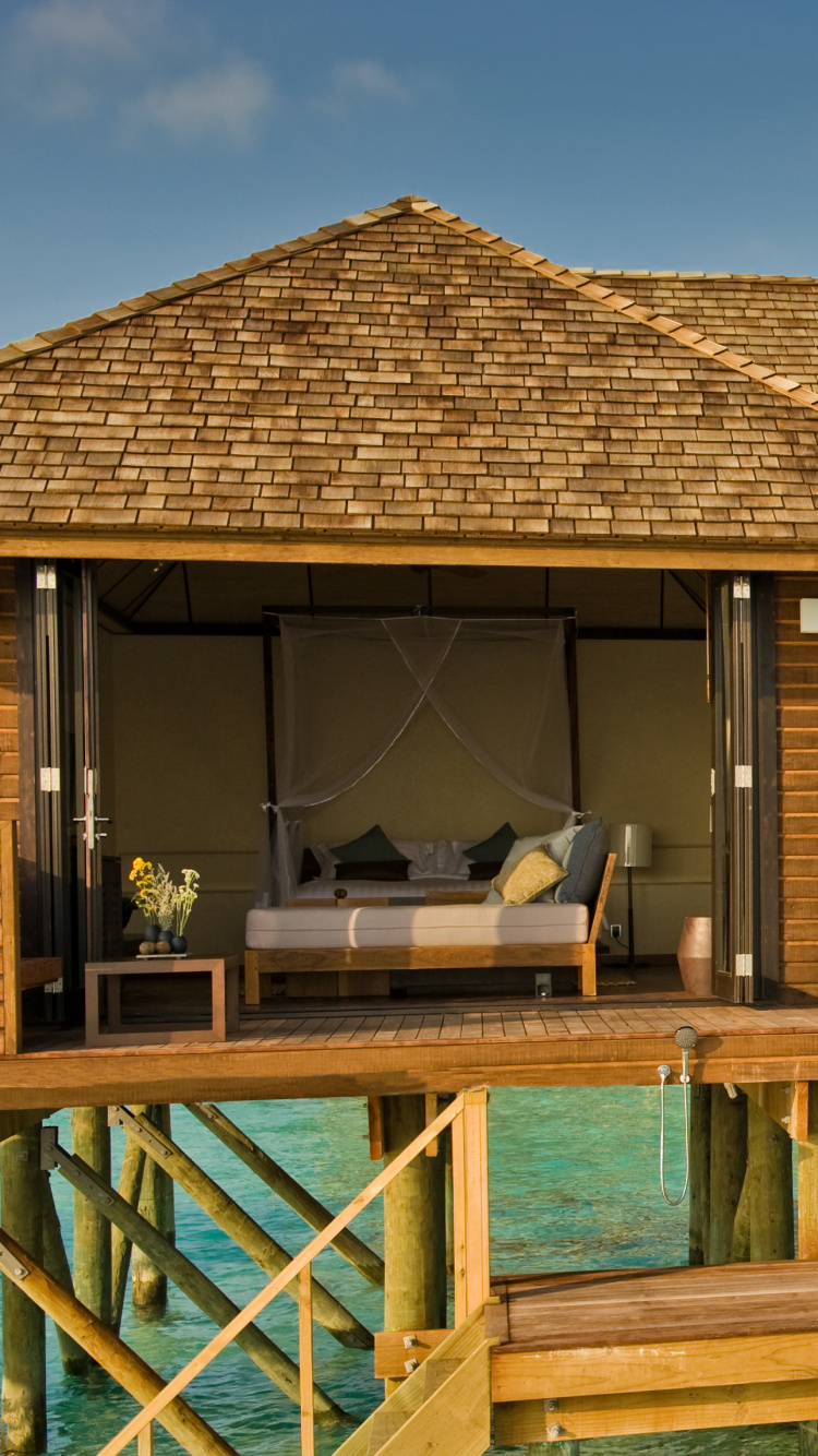 Grüne Topfpflanze Auf Braunem Holztisch. Wallpaper in 750x1334 Resolution