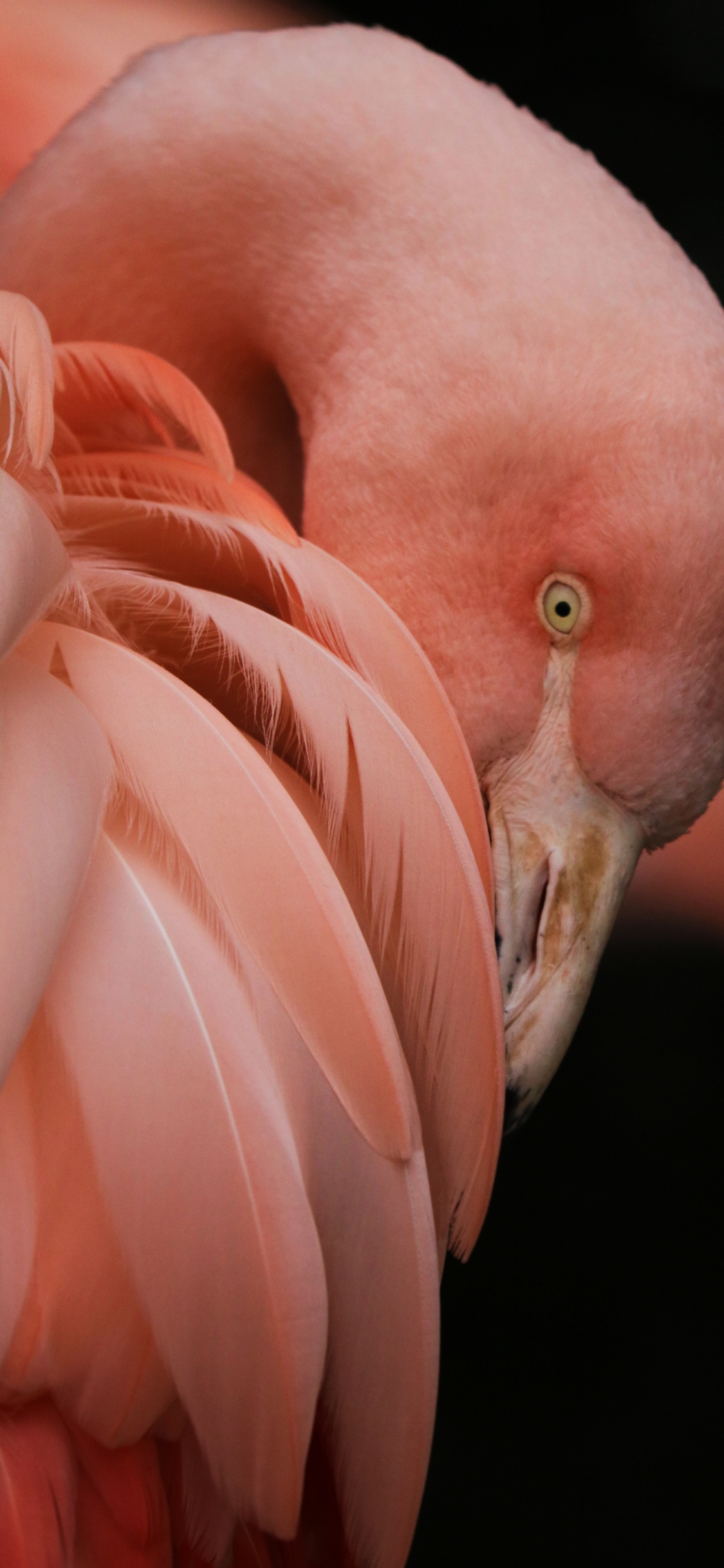 Flamingo, Bird, Greater Flamingo, Beak, Human Body. Wallpaper in 1125x2436 Resolution