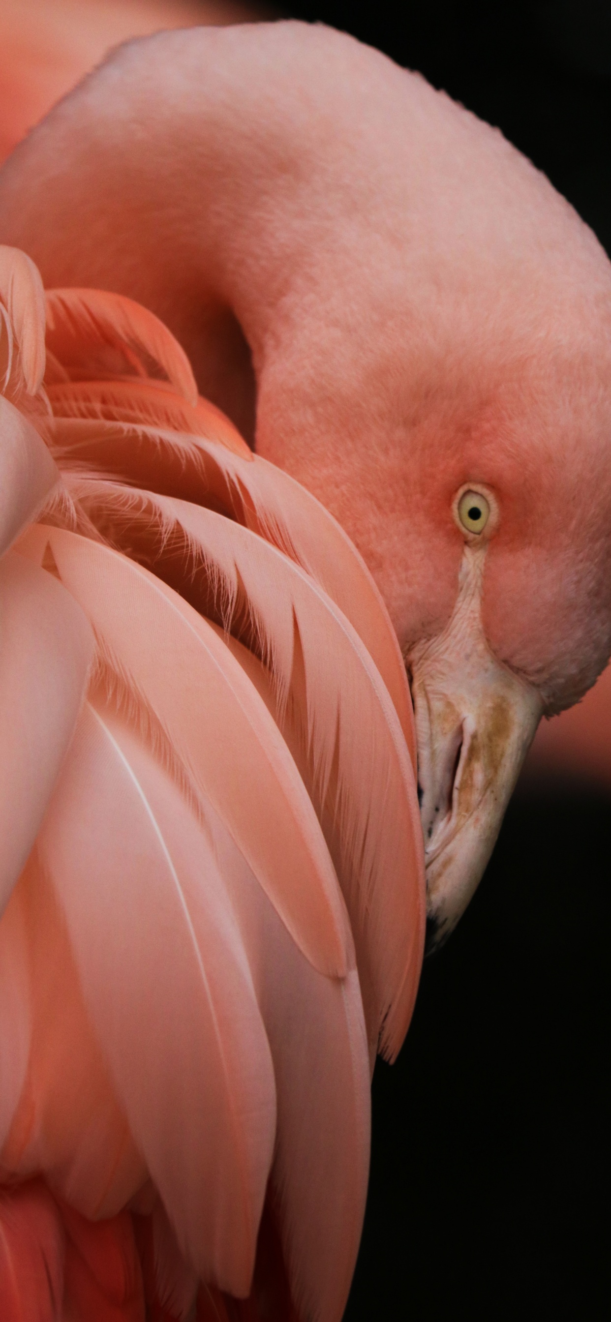 Flamingo, Bird, Greater Flamingo, Beak, Human Body. Wallpaper in 1242x2688 Resolution