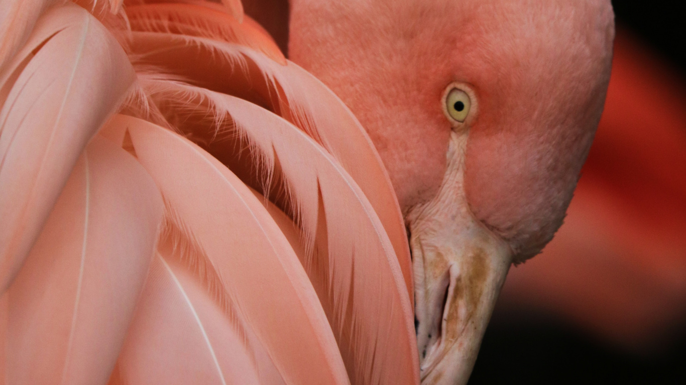 Flamingo, Bird, Greater Flamingo, Beak, Human Body. Wallpaper in 1366x768 Resolution