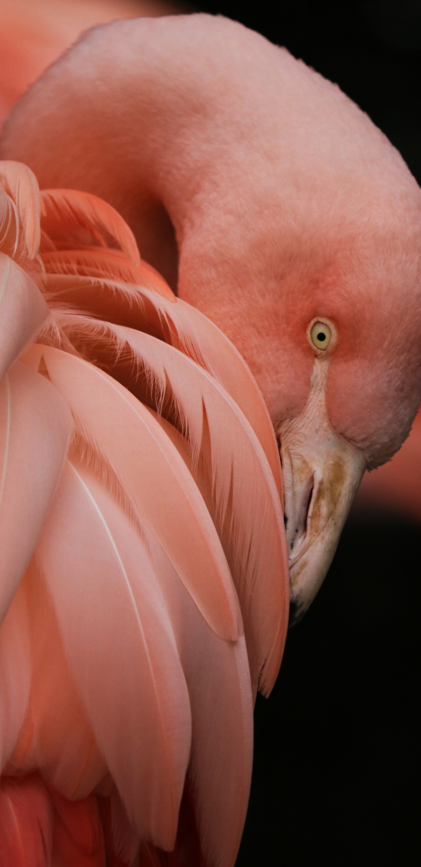 Flamingo, Bird, Greater Flamingo, Beak, Human Body. Wallpaper in 1440x2960 Resolution