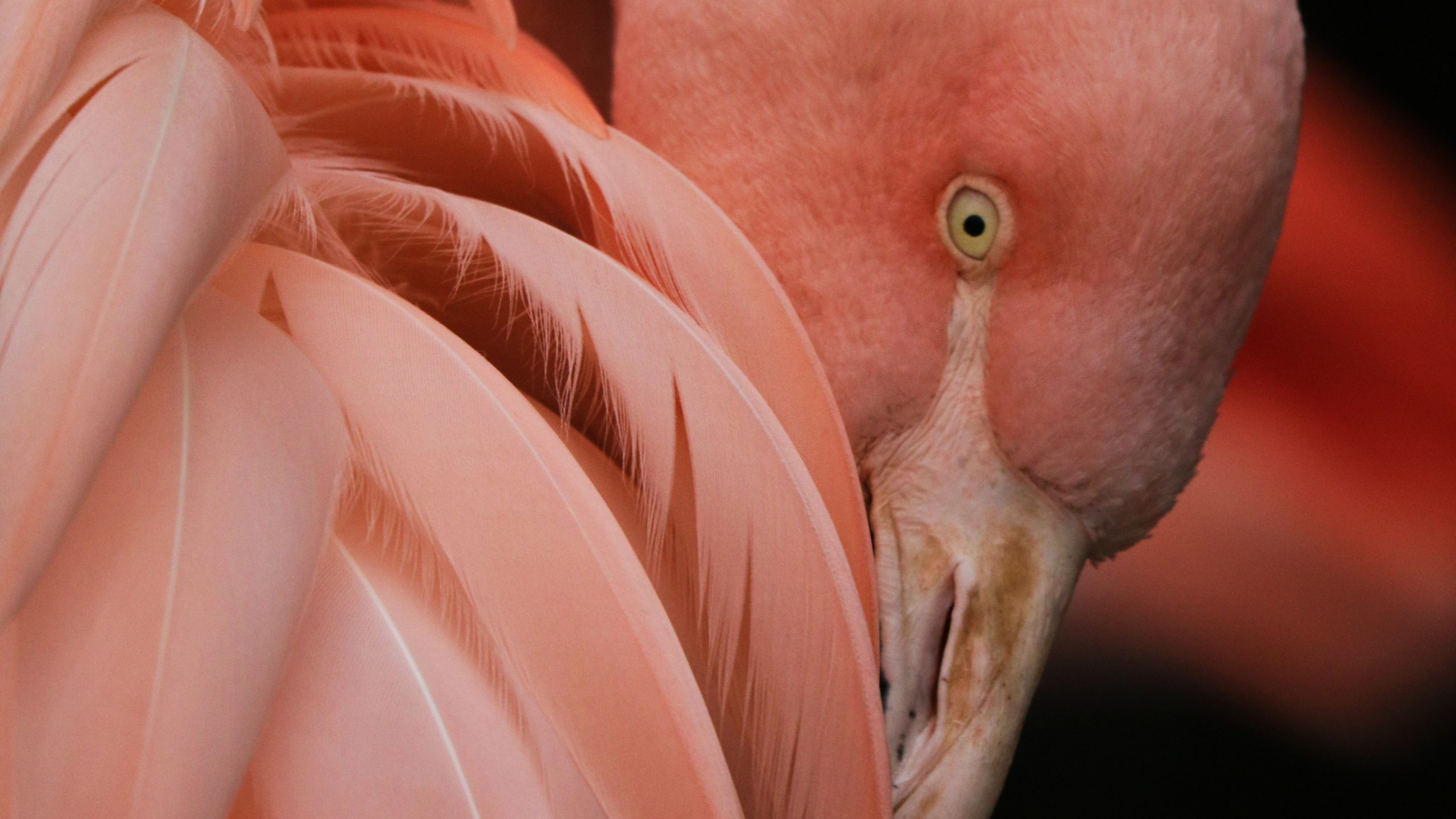 Flamingo, Bird, Greater Flamingo, Beak, Human Body. Wallpaper in 2560x1440 Resolution