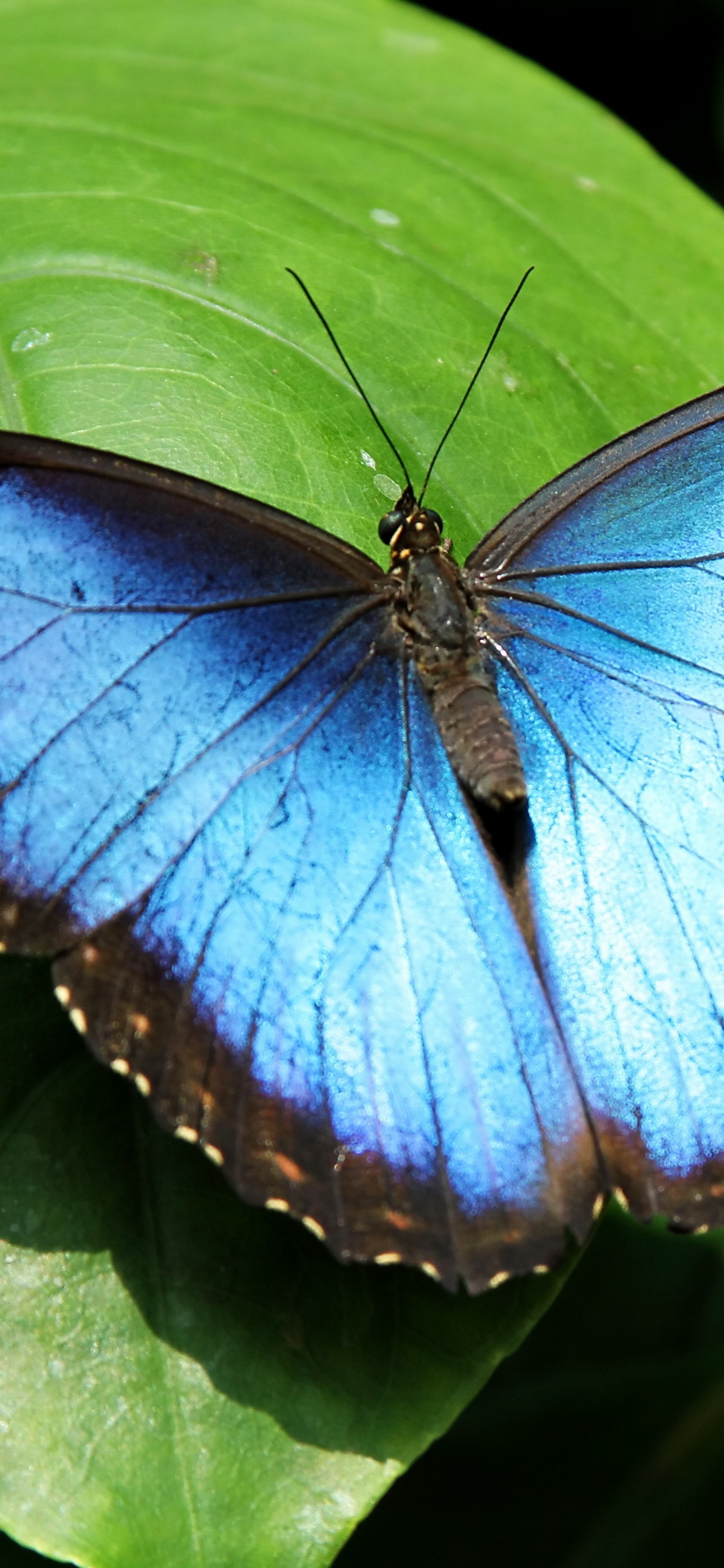 Blauer Und Schwarzer Schmetterling Auf Roter Blume. Wallpaper in 1125x2436 Resolution