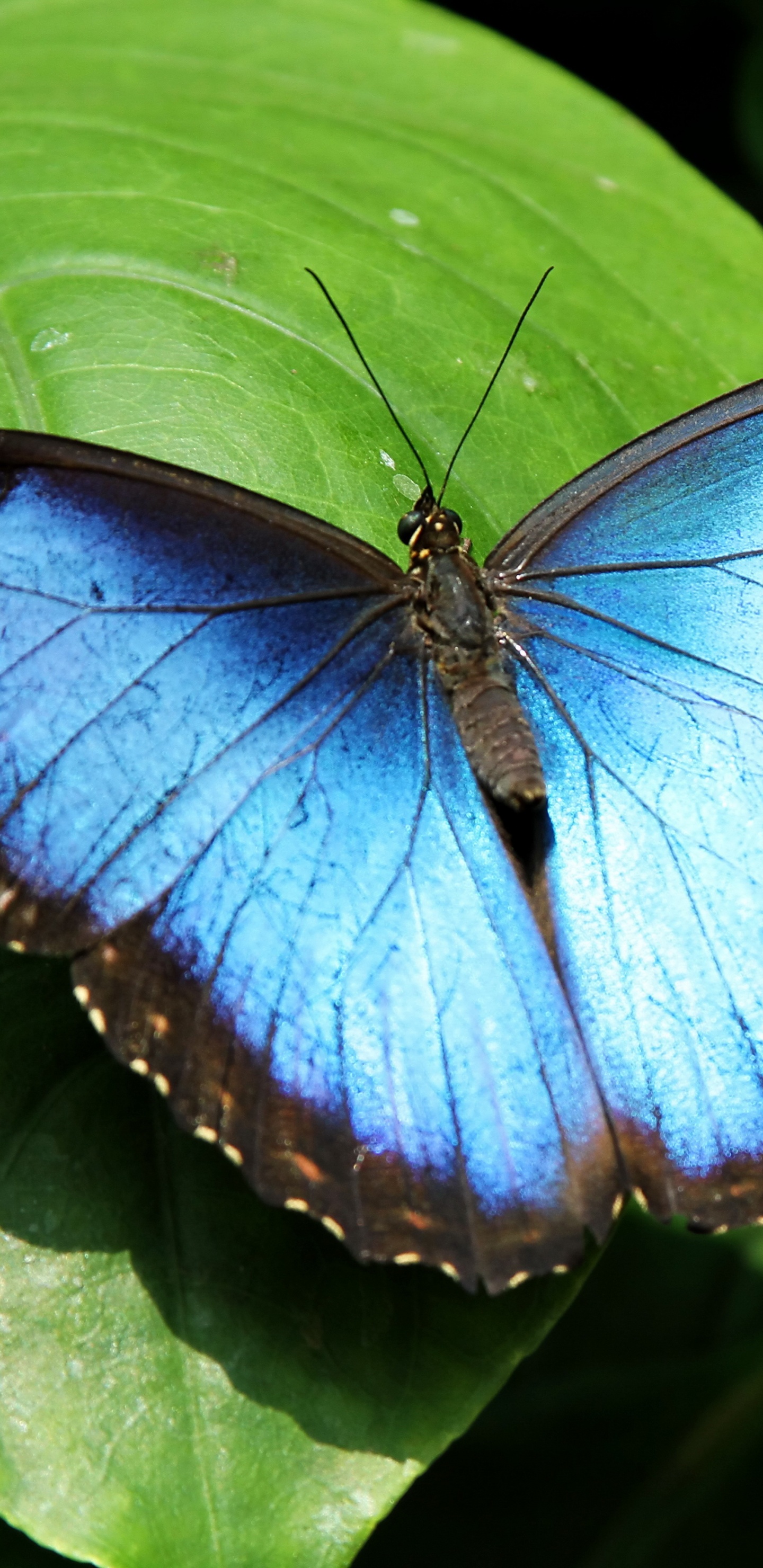 Blauer Und Schwarzer Schmetterling Auf Roter Blume. Wallpaper in 1440x2960 Resolution