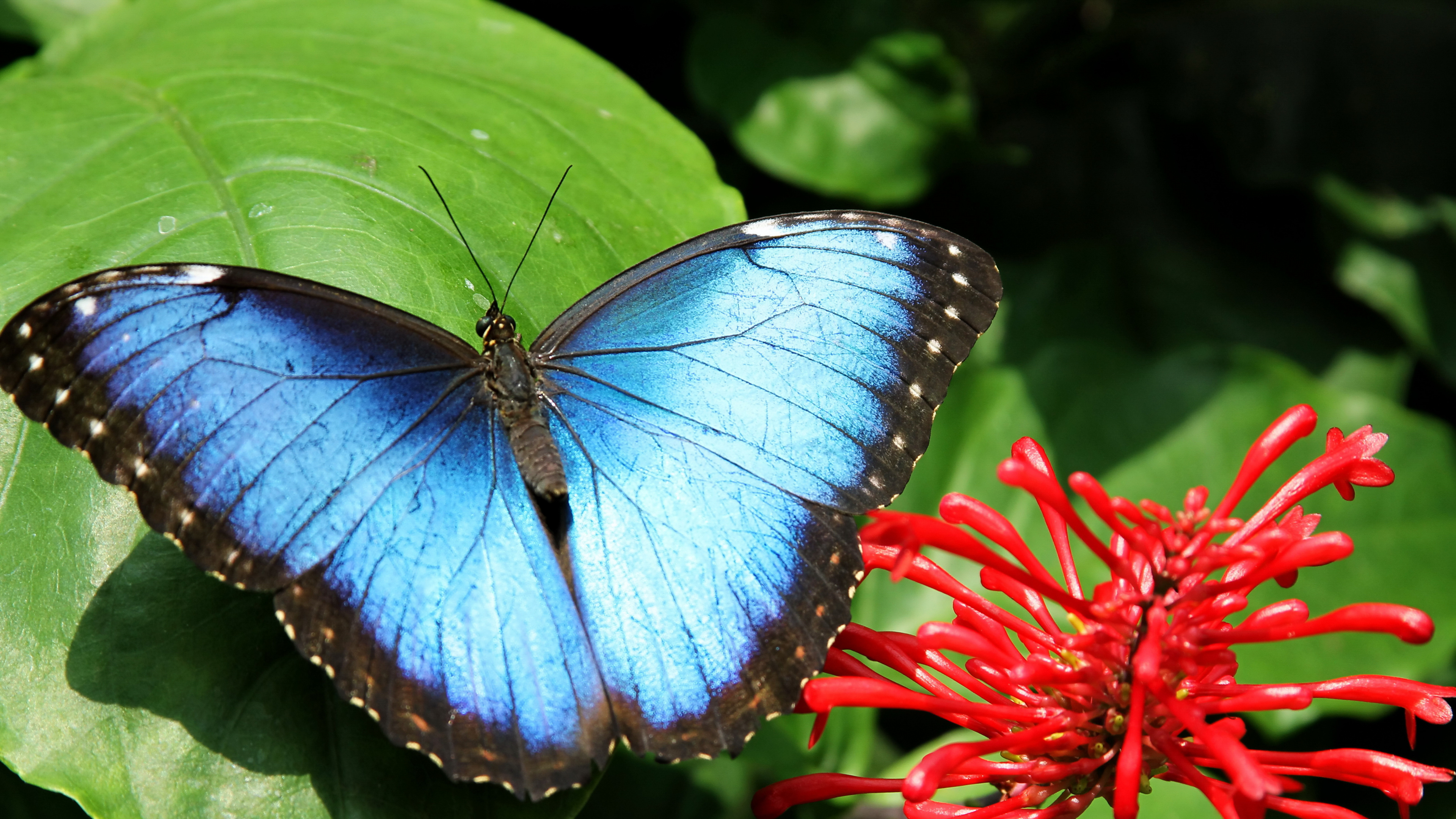 Blauer Und Schwarzer Schmetterling Auf Roter Blume. Wallpaper in 3840x2160 Resolution