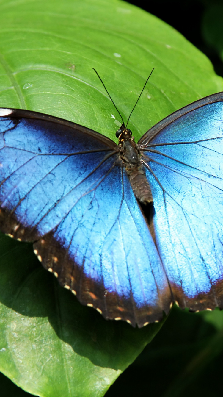 Mariposa Azul y Negra Sobre Flor Roja. Wallpaper in 750x1334 Resolution