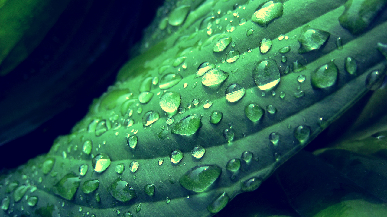 Water Droplets on Green Leaf. Wallpaper in 1280x720 Resolution