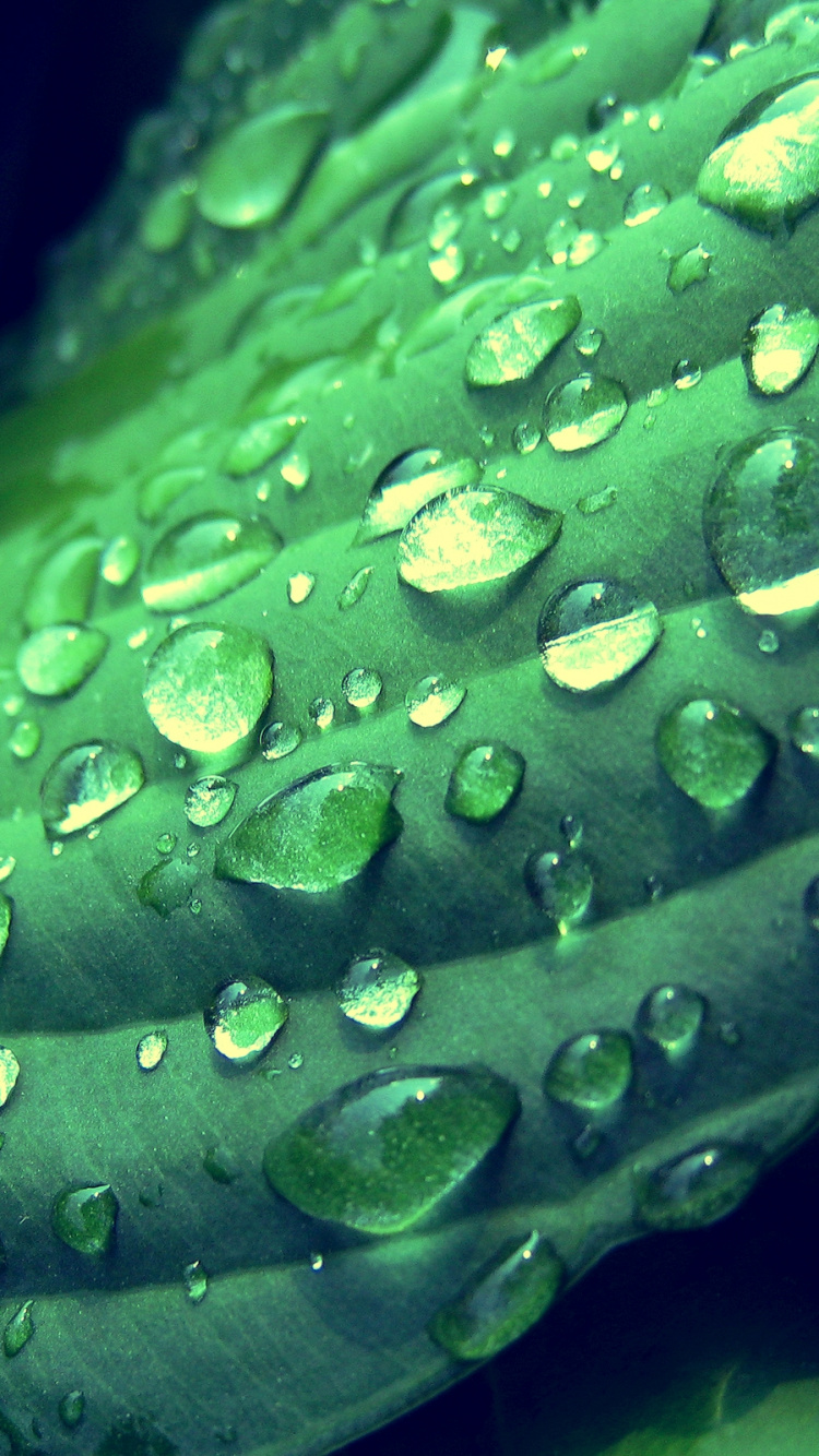 Water Droplets on Green Leaf. Wallpaper in 750x1334 Resolution