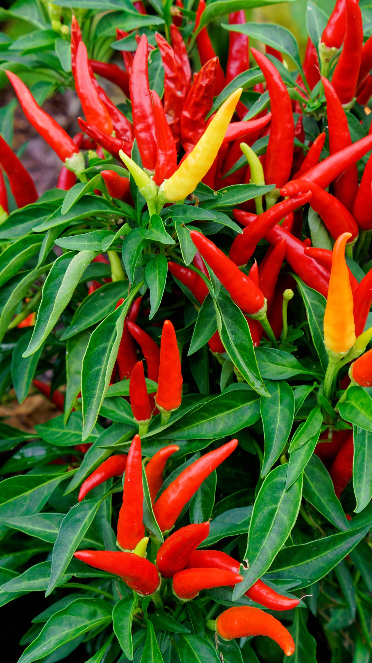 Oiseaux de Paradis Rouges et Jaunes Fleurs en Fleurs Pendant la Journée. Wallpaper in 1440x2560 Resolution