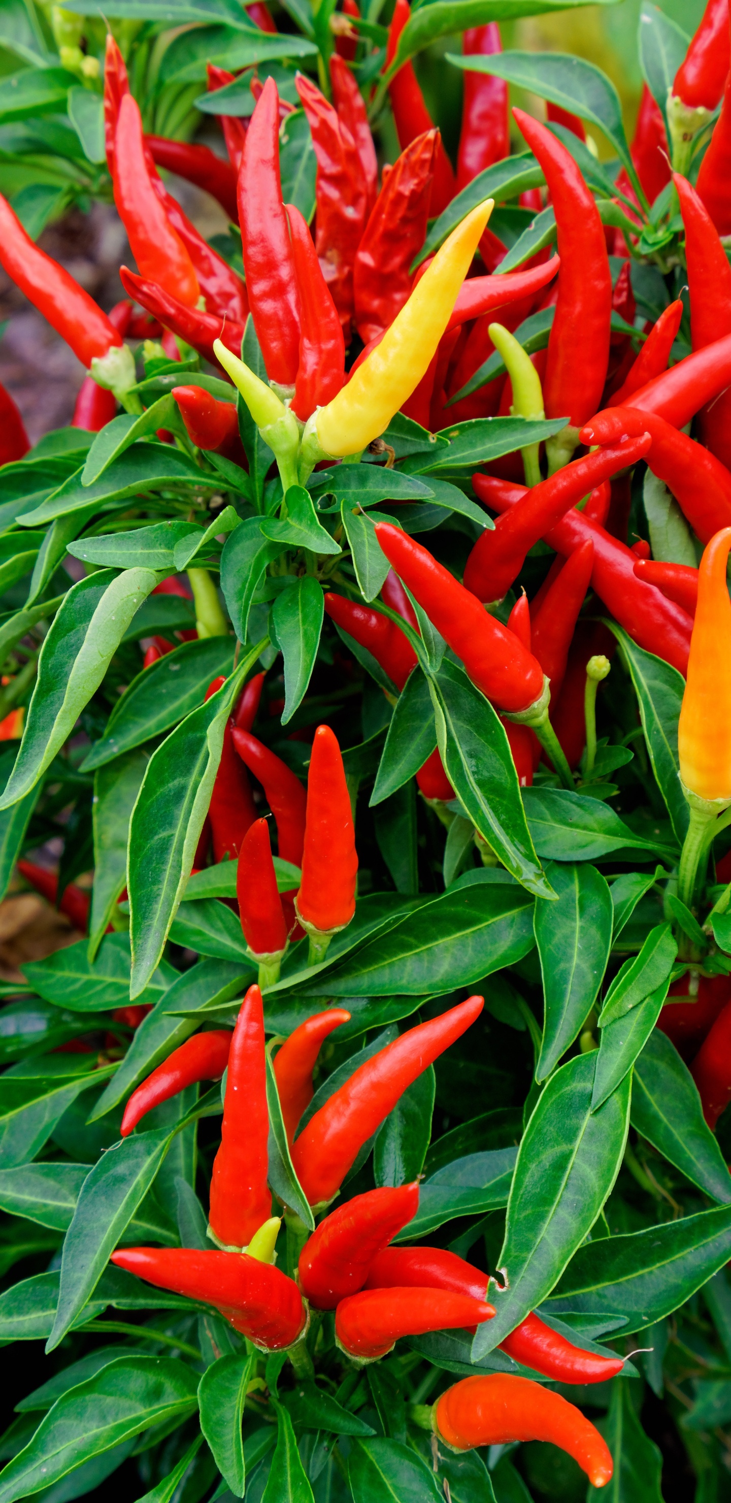 Oiseaux de Paradis Rouges et Jaunes Fleurs en Fleurs Pendant la Journée. Wallpaper in 1440x2960 Resolution