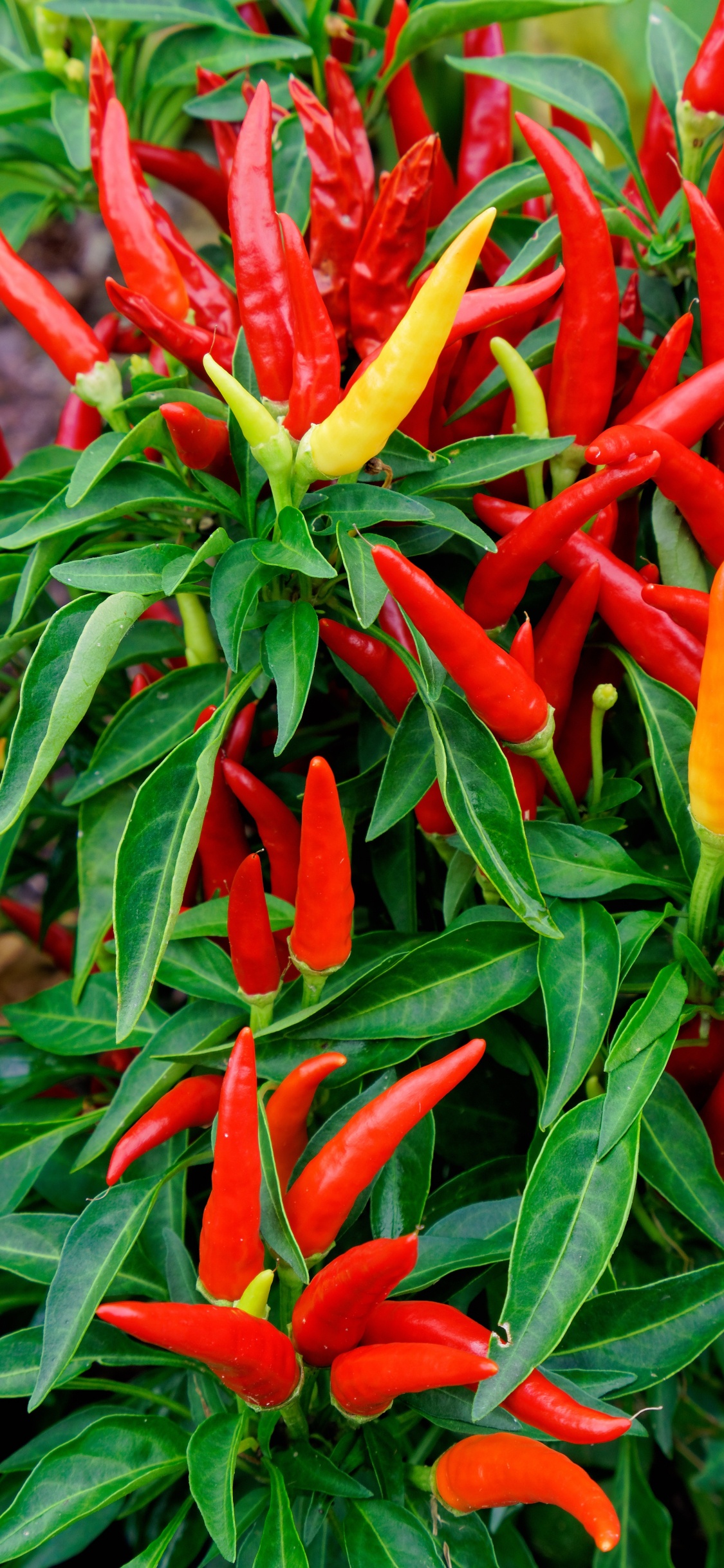 Red and Yellow Birds of Paradise Flowers in Bloom During Daytime. Wallpaper in 1125x2436 Resolution