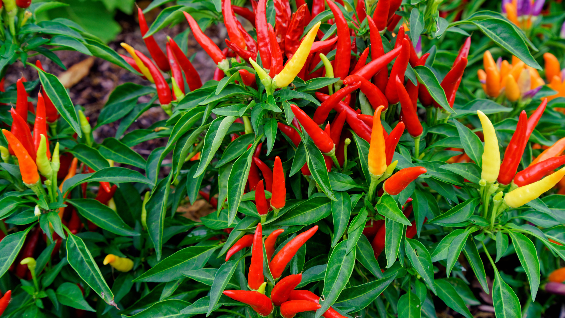Red and Yellow Birds of Paradise Flowers in Bloom During Daytime. Wallpaper in 1920x1080 Resolution
