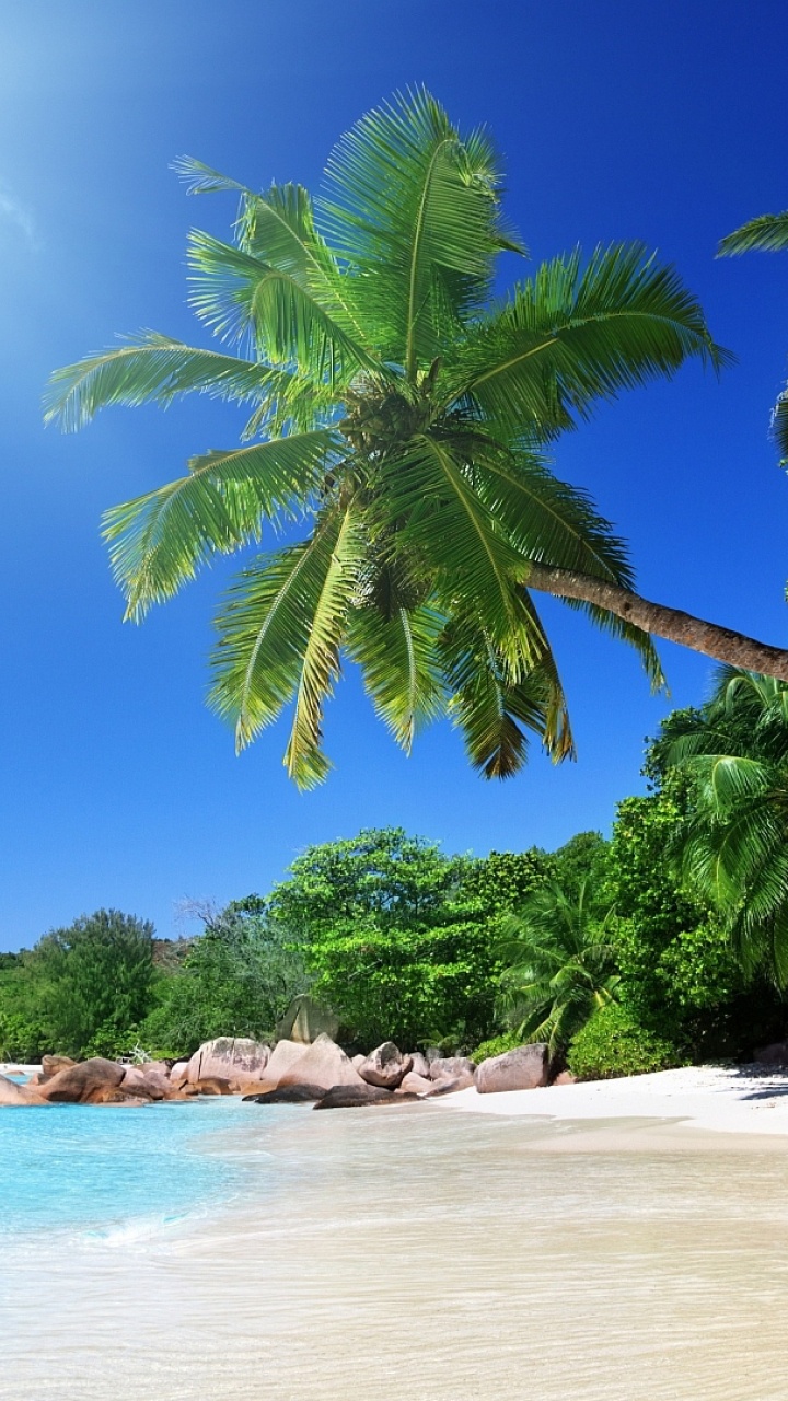 Green Palm Tree on Beach During Daytime. Wallpaper in 720x1280 Resolution