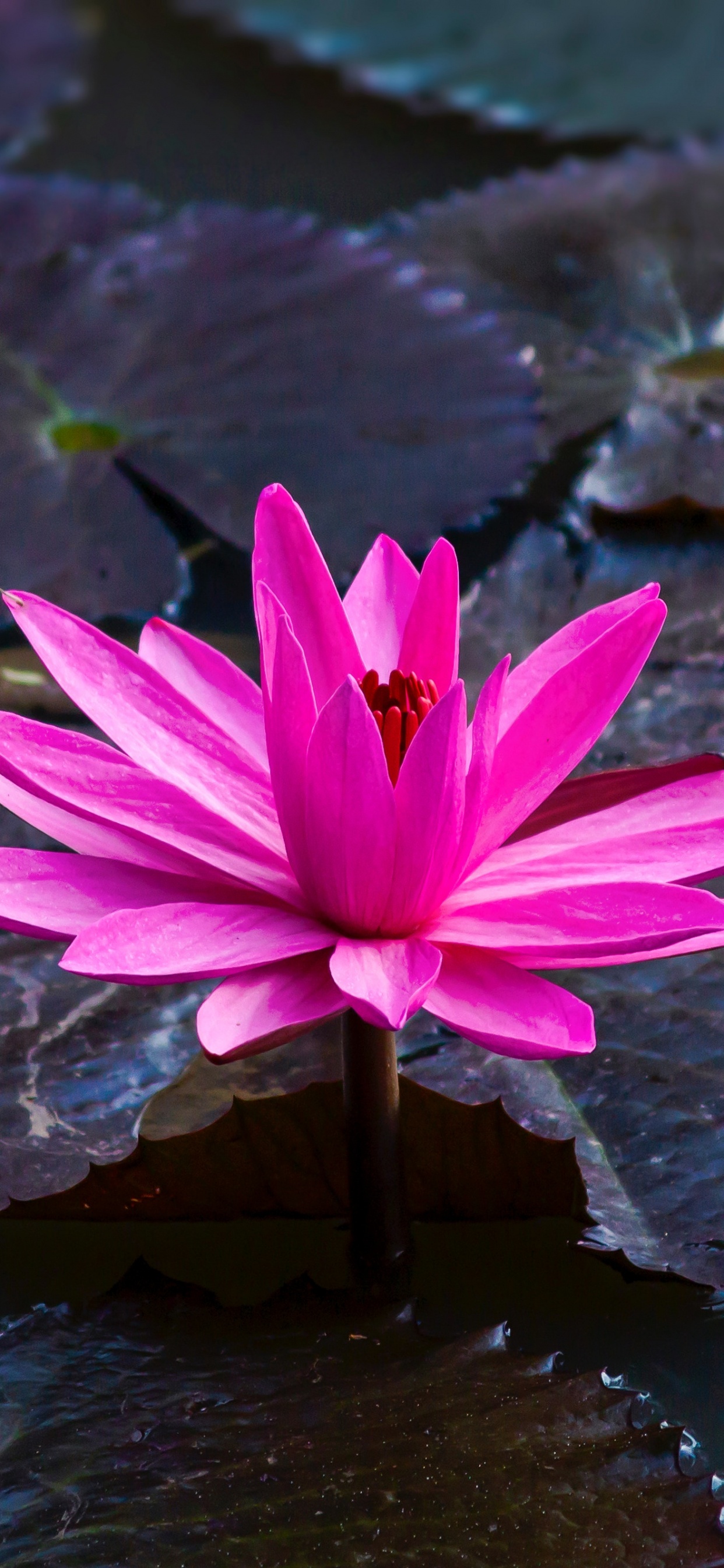 Flor de Loto Rosa Sobre el Agua. Wallpaper in 1242x2688 Resolution