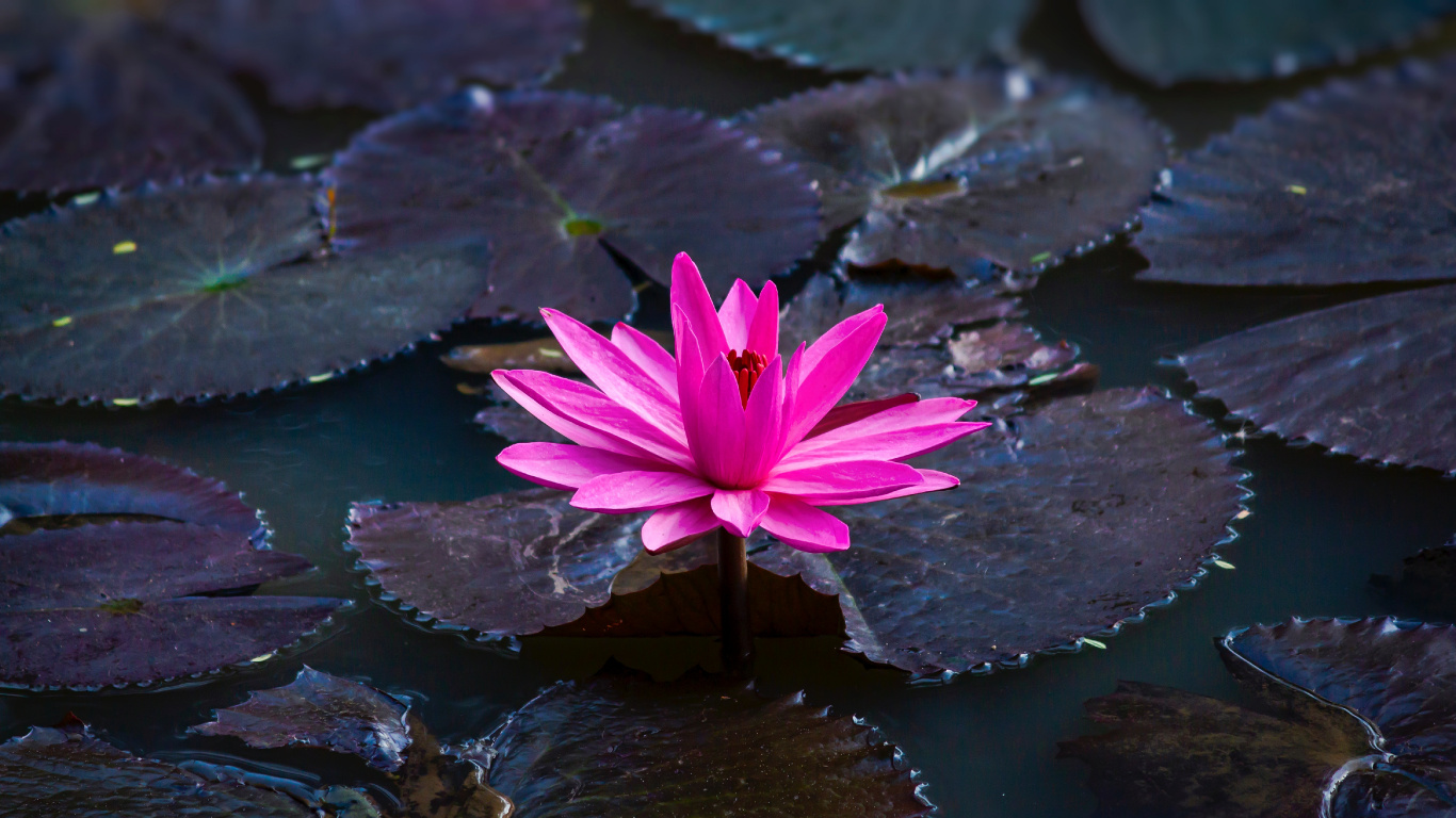 Pink Lotus Flower on Water. Wallpaper in 1366x768 Resolution