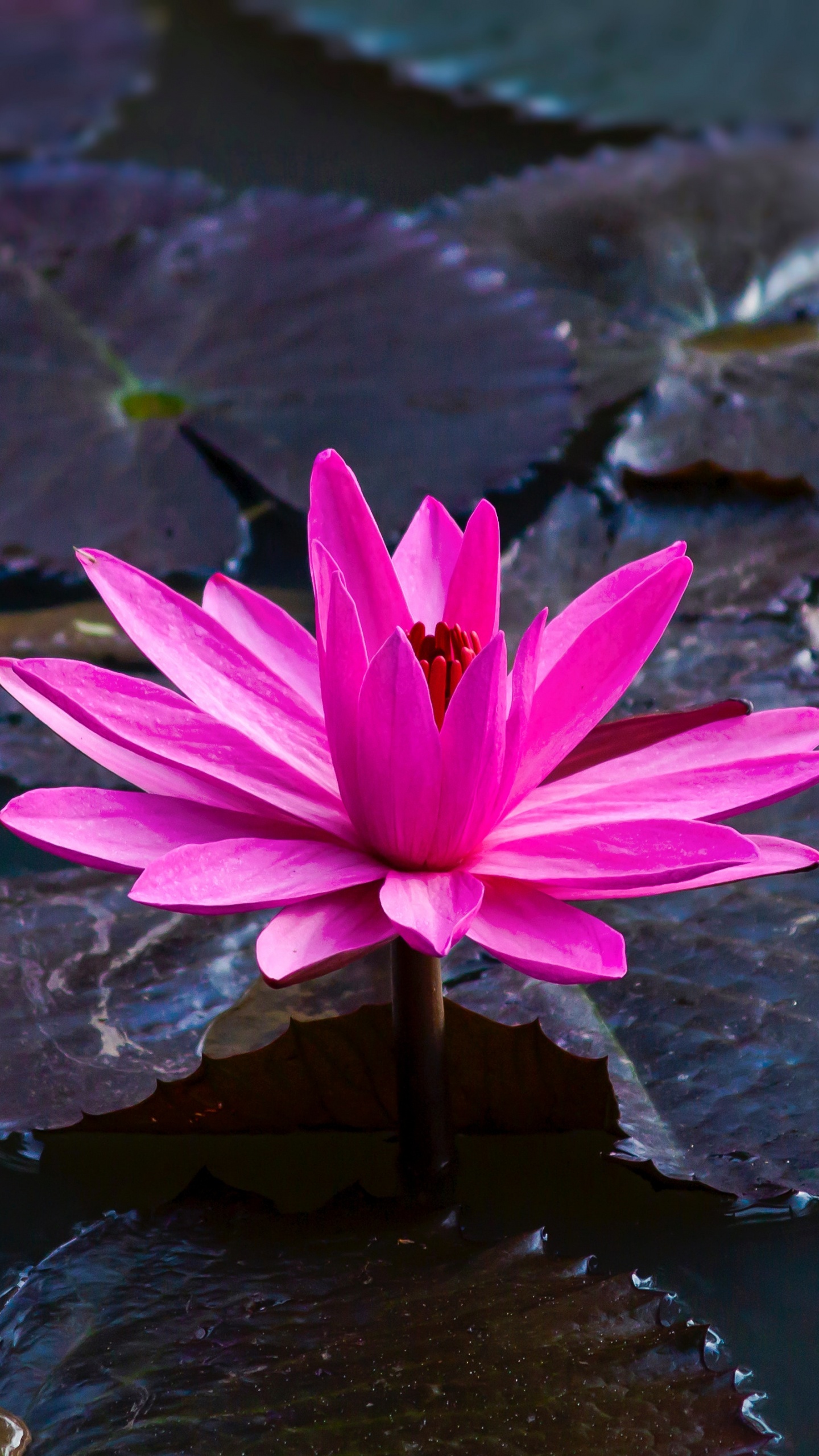 Pink Lotus Flower on Water. Wallpaper in 1440x2560 Resolution