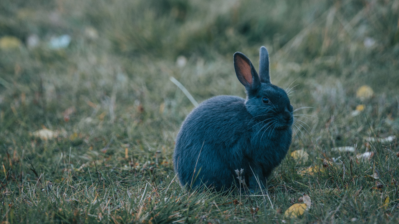 Blue Rabbit on Green Grass During Daytime. Wallpaper in 1280x720 Resolution
