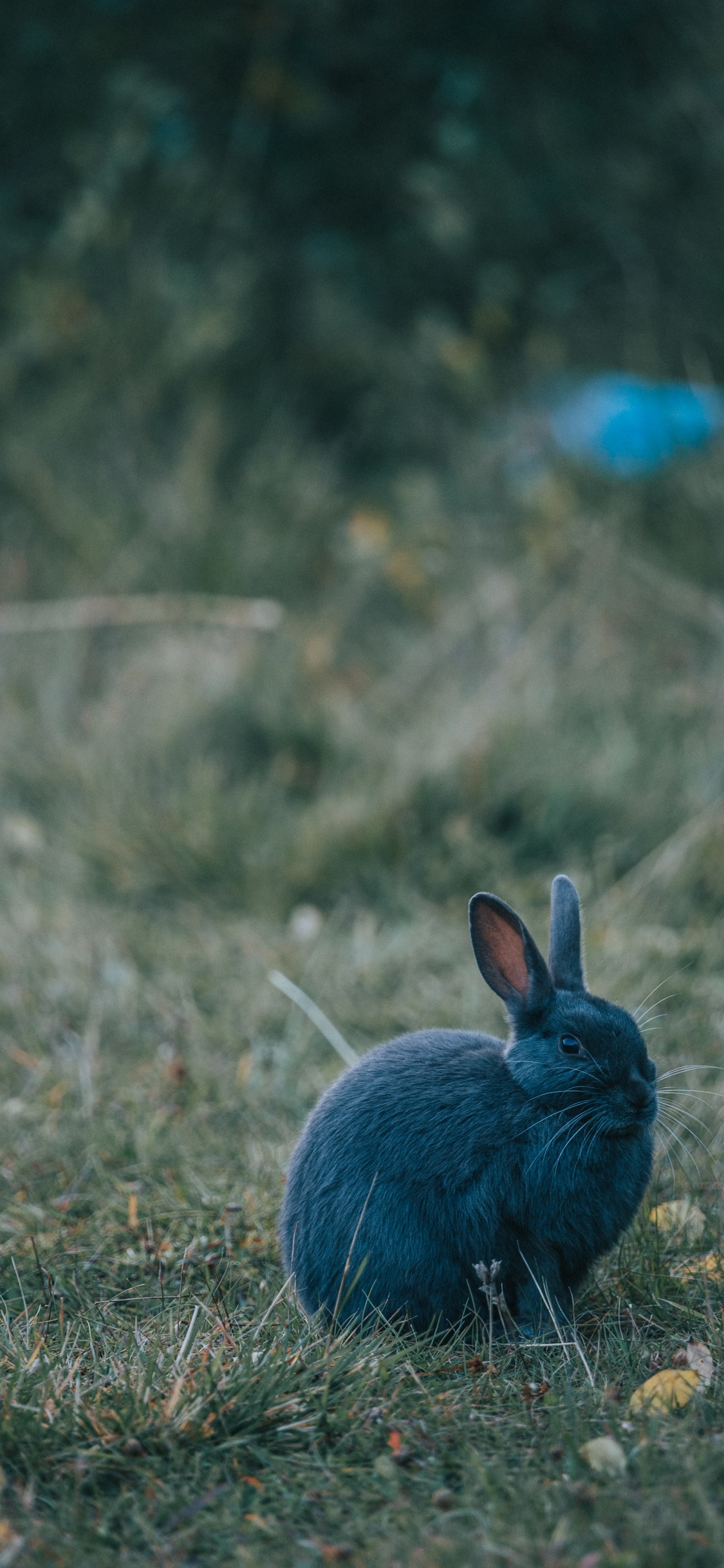 Lapin Bleu Sur L'herbe Verte Pendant la Journée. Wallpaper in 1125x2436 Resolution