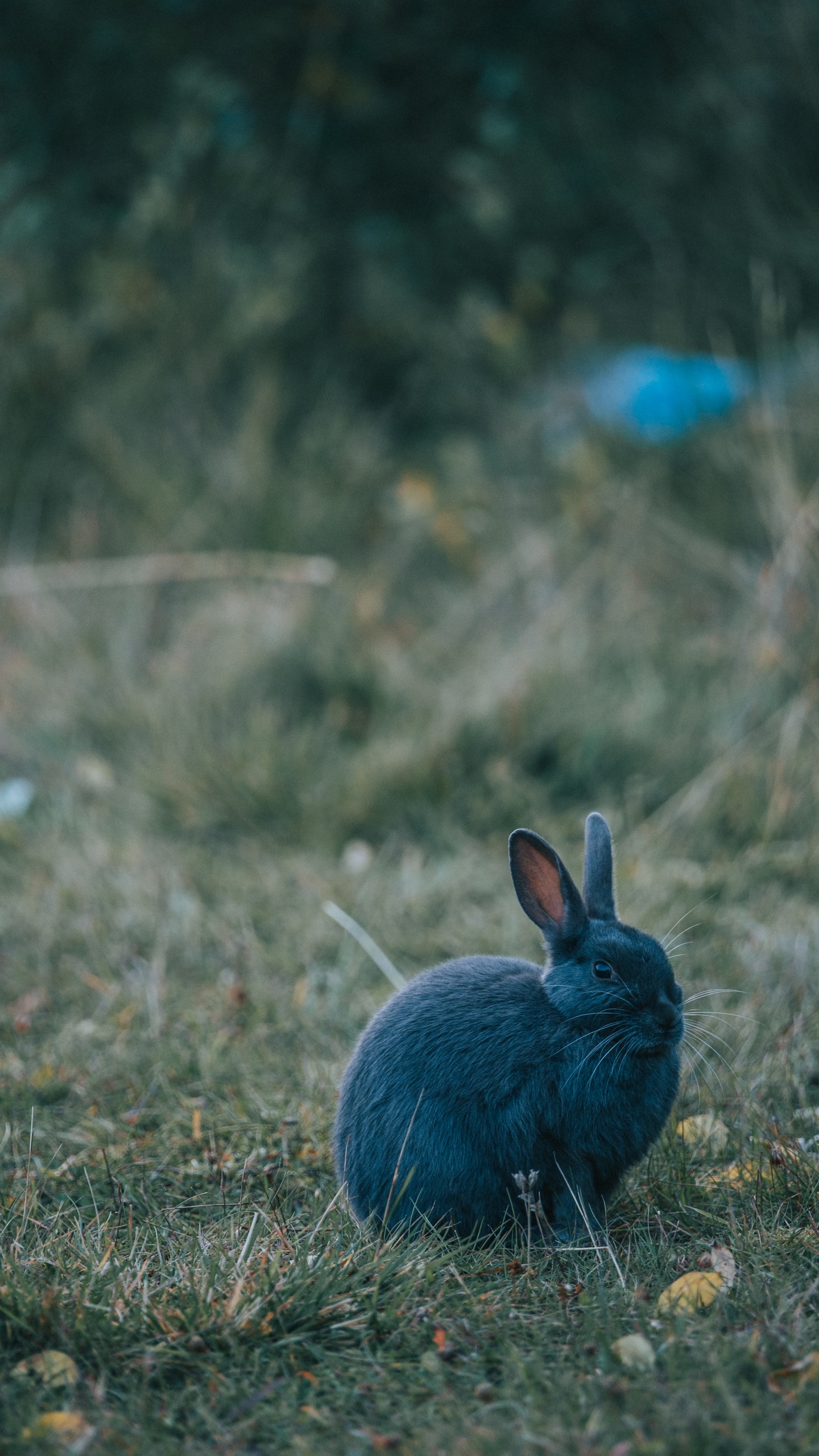 Lapin Bleu Sur L'herbe Verte Pendant la Journée. Wallpaper in 1440x2560 Resolution