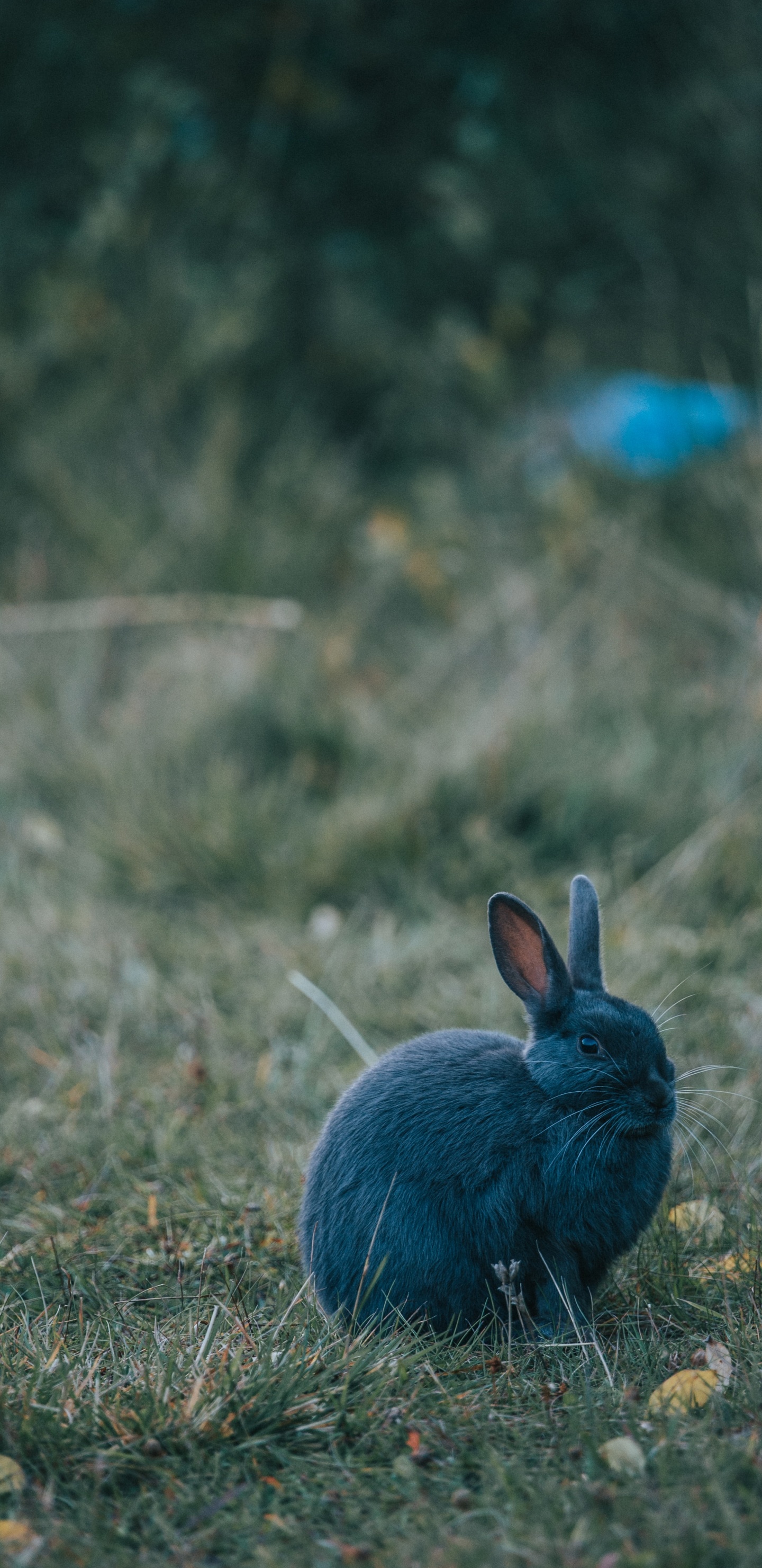 Lapin Bleu Sur L'herbe Verte Pendant la Journée. Wallpaper in 1440x2960 Resolution