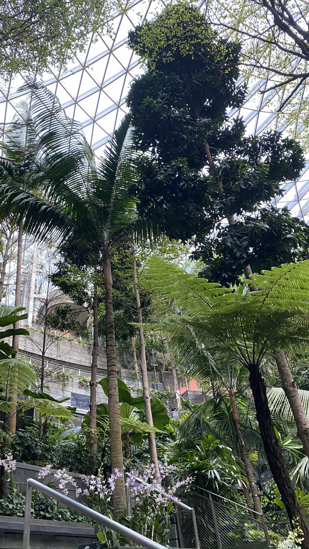 Tree, Leaf, Plants, Biology, Science. Wallpaper in 1080x1920 Resolution