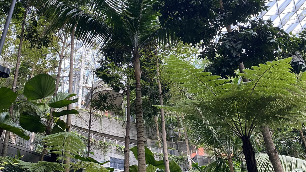 Tree, Leaf, Plants, Biology, Science. Wallpaper in 1280x720 Resolution