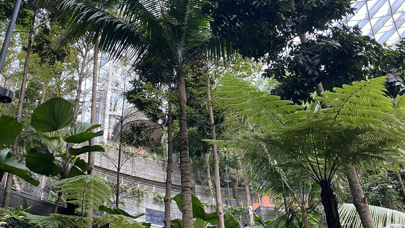 Tree, Leaf, Plants, Biology, Science. Wallpaper in 1366x768 Resolution