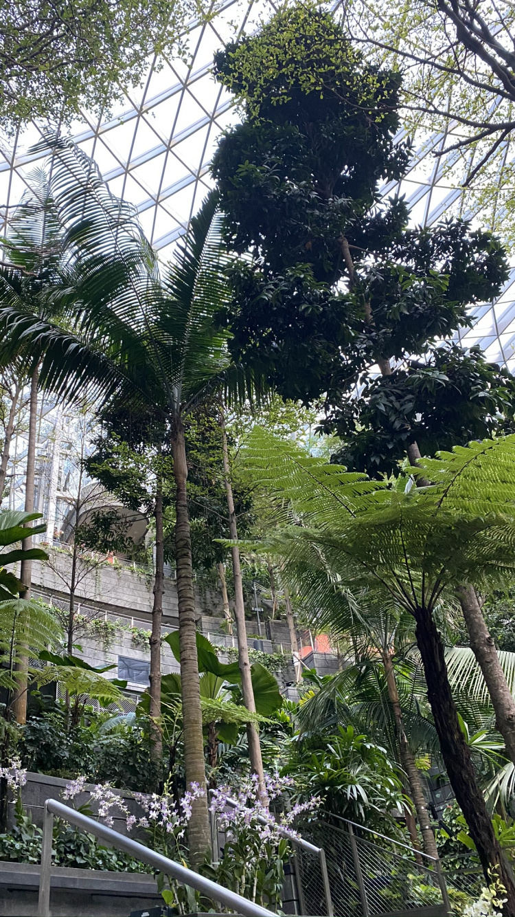 Tree, Leaf, Plants, Biology, Science. Wallpaper in 750x1334 Resolution