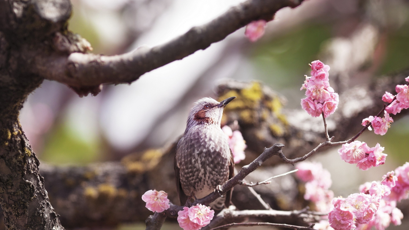 Brown and White Bird on Tree Branch. Wallpaper in 1366x768 Resolution