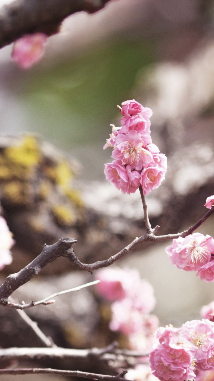 鸟, 弹簧, 开花, 菌群, 颜色 壁纸 750x1334 允许