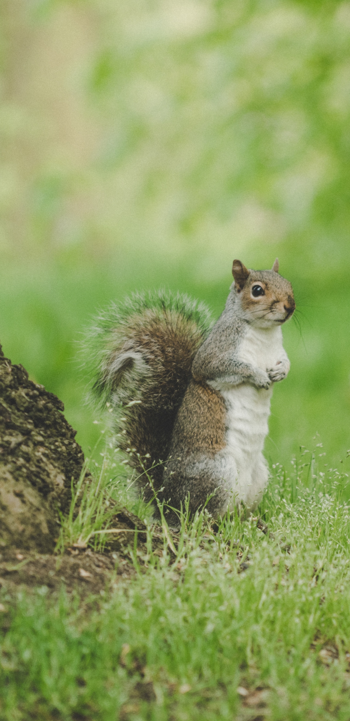 Weißes Und Braunes Eichhörnchen Auf Grünem Gras Tagsüber. Wallpaper in 1440x2960 Resolution