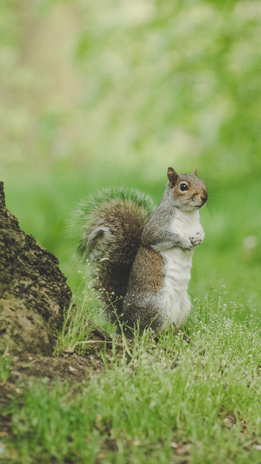 White and Brown Squirrel on Green Grass During Daytime. Wallpaper in 1080x1920 Resolution