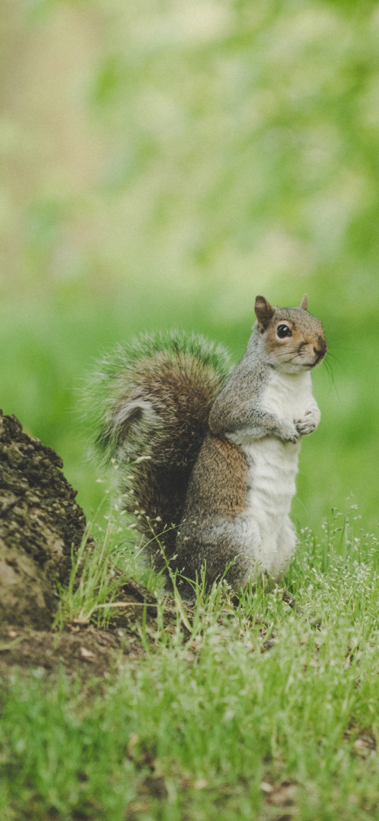 White and Brown Squirrel on Green Grass During Daytime. Wallpaper in 1242x2688 Resolution