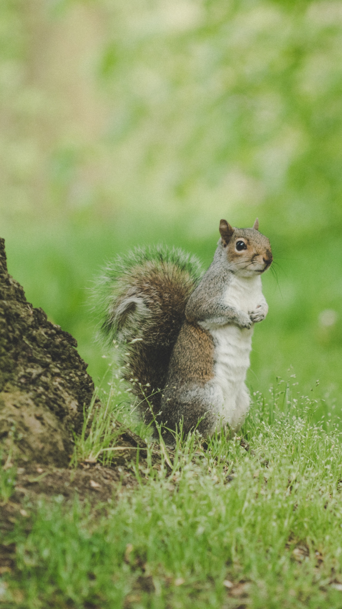 White and Brown Squirrel on Green Grass During Daytime. Wallpaper in 1440x2560 Resolution