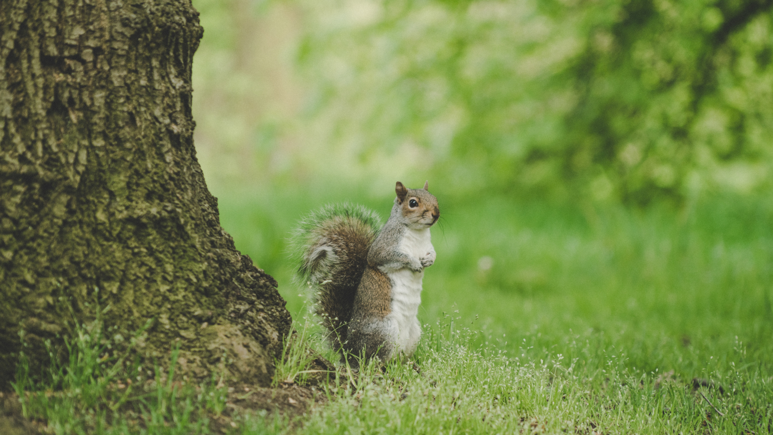 White and Brown Squirrel on Green Grass During Daytime. Wallpaper in 2560x1440 Resolution