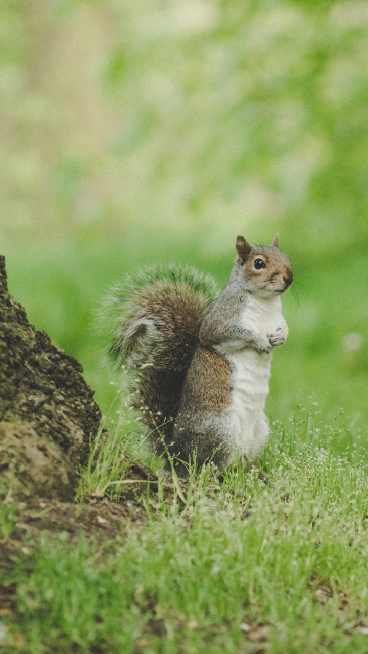 White and Brown Squirrel on Green Grass During Daytime. Wallpaper in 720x1280 Resolution