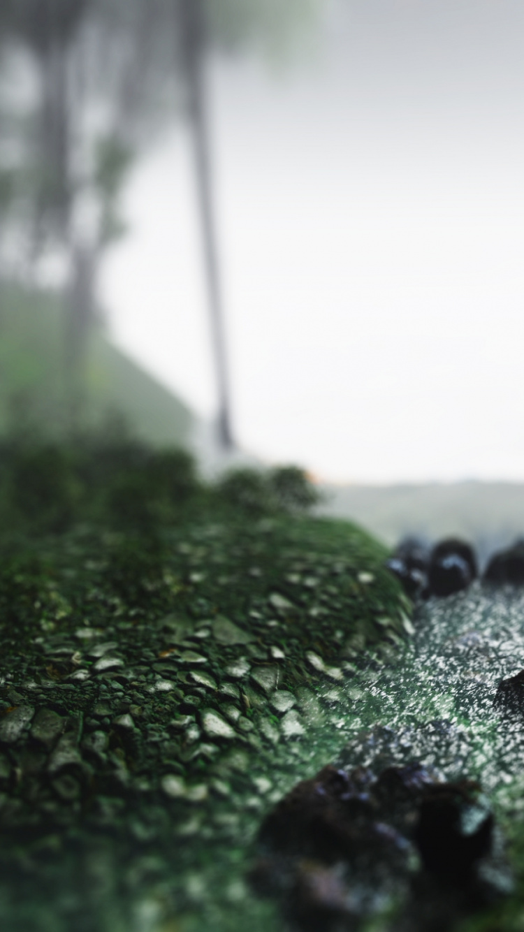 Green Moss on Rock Near Body of Water During Daytime. Wallpaper in 750x1334 Resolution