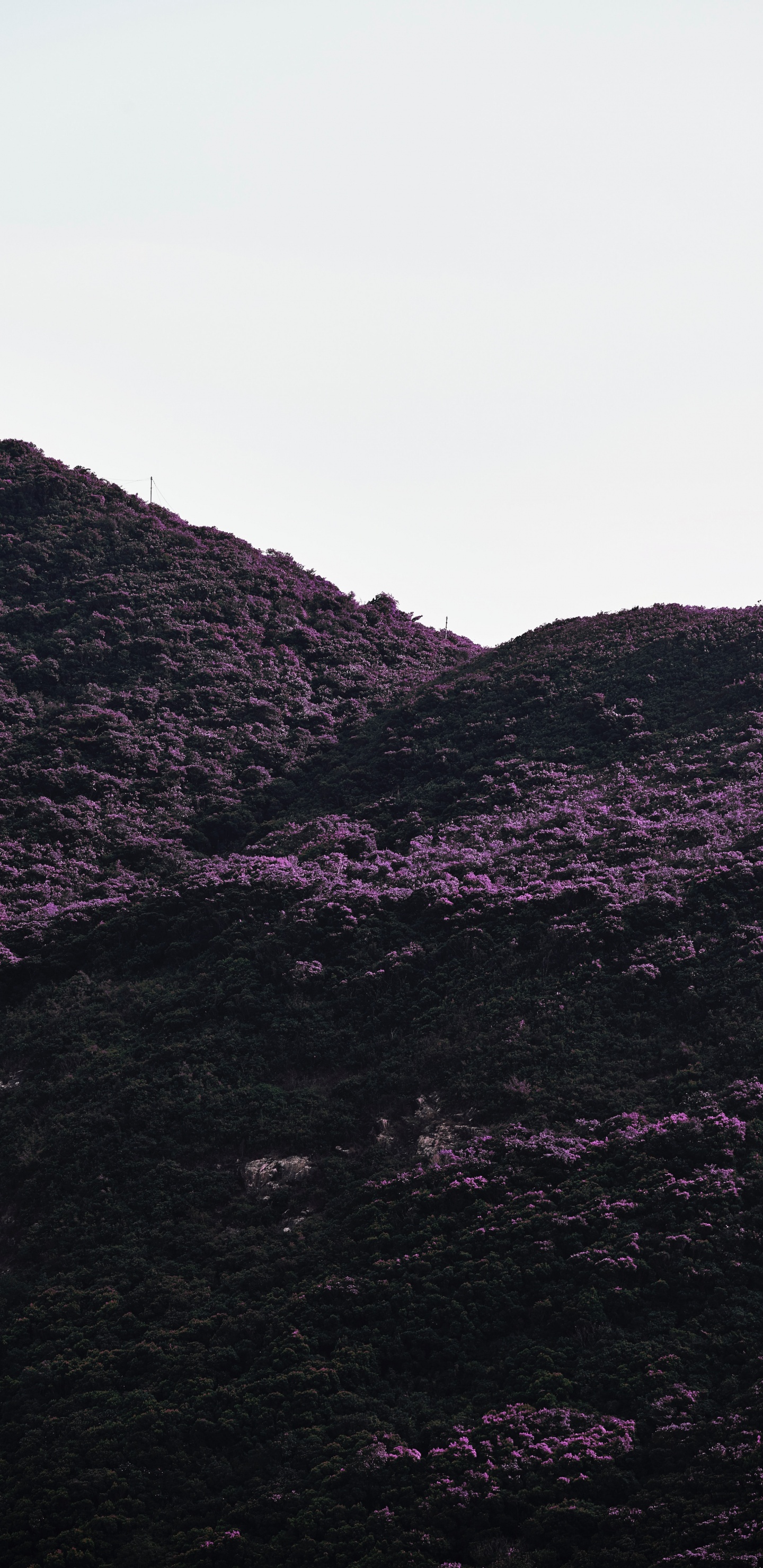 Negro, Morado, Highland, Las Formaciones Montañosas, Violeta. Wallpaper in 1440x2960 Resolution