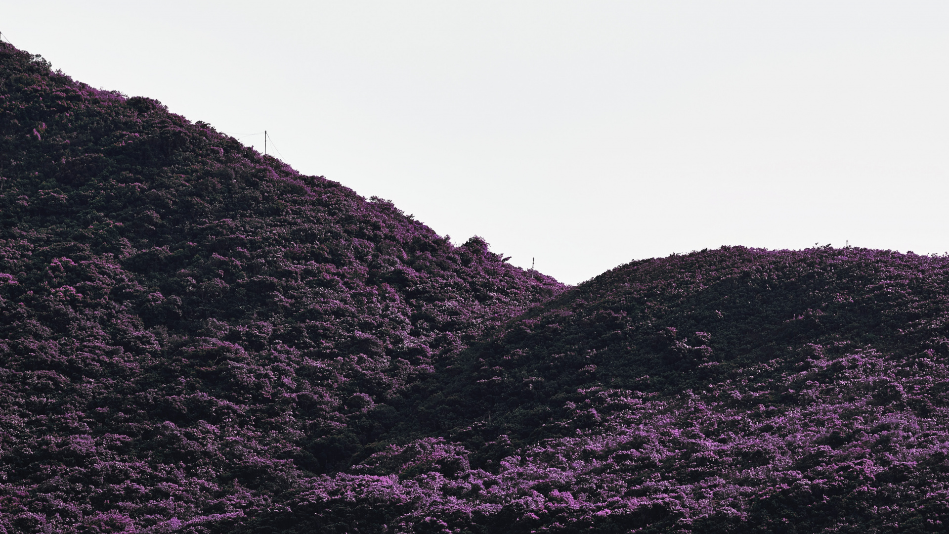 Noir, Purple, Highland, Les Reliefs Montagneux, Violette. Wallpaper in 1920x1080 Resolution