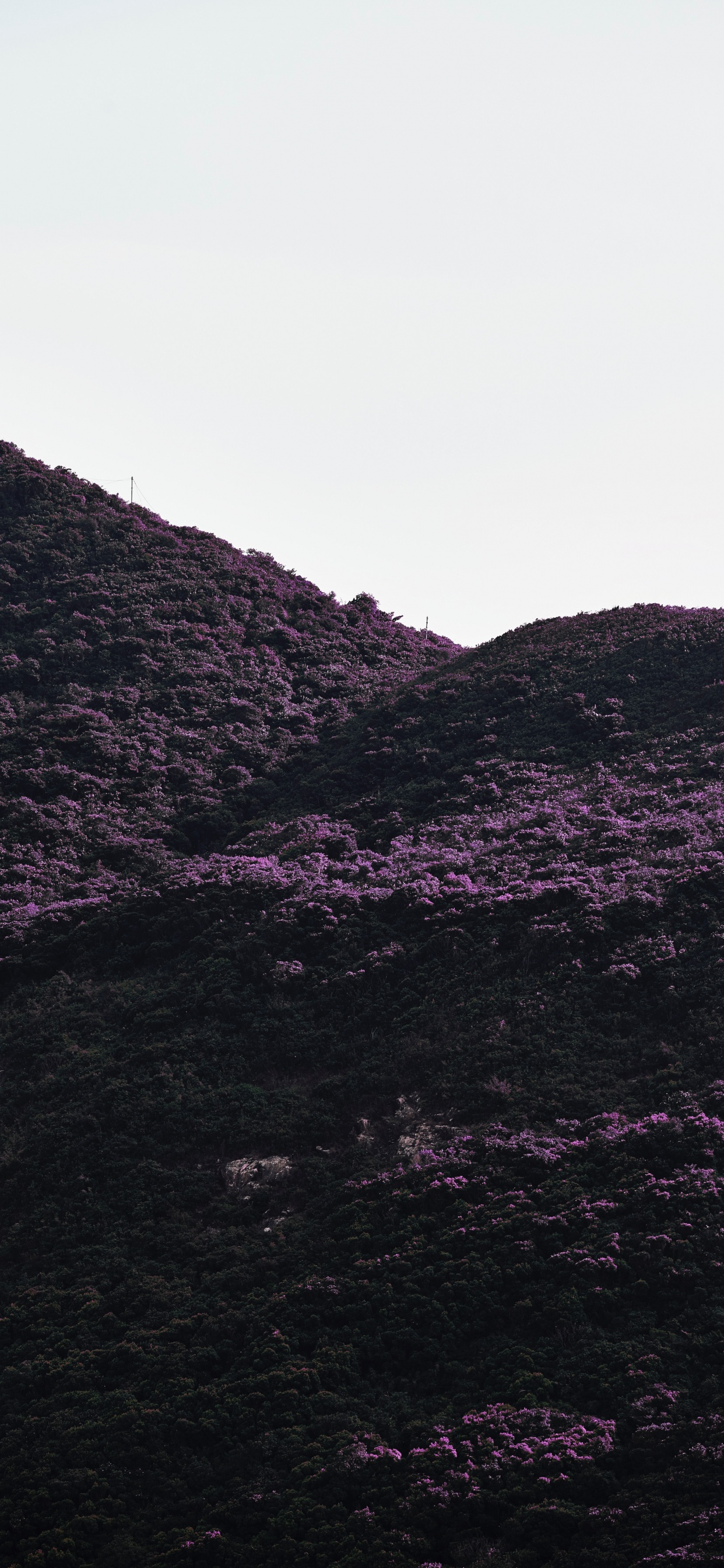 Schwarz, Purpur, Hochland, Bergigen Landschaftsformen, Veilchen. Wallpaper in 1242x2688 Resolution